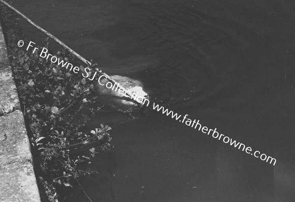 SHEEP WASHING IN RIVER BARROW